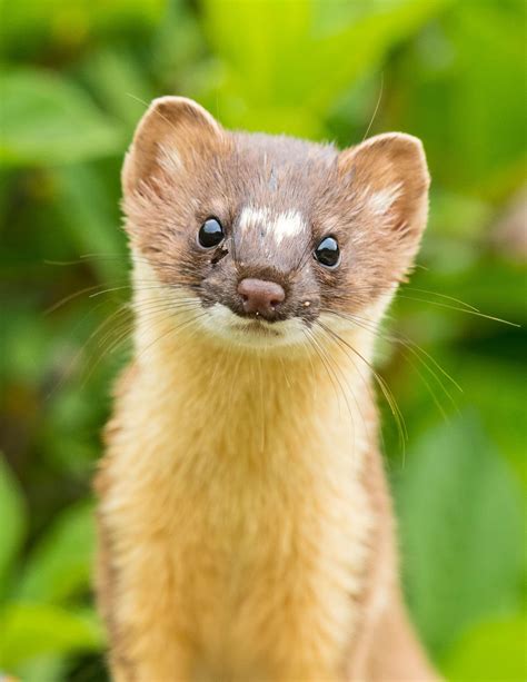 weasel village true|Weasel .